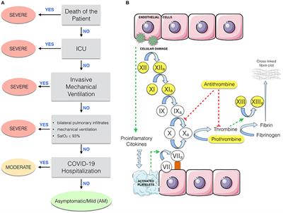 Are Reduced Levels of Coagulation Proteins Upon Admission Linked to COVID-19 Severity and Mortality?